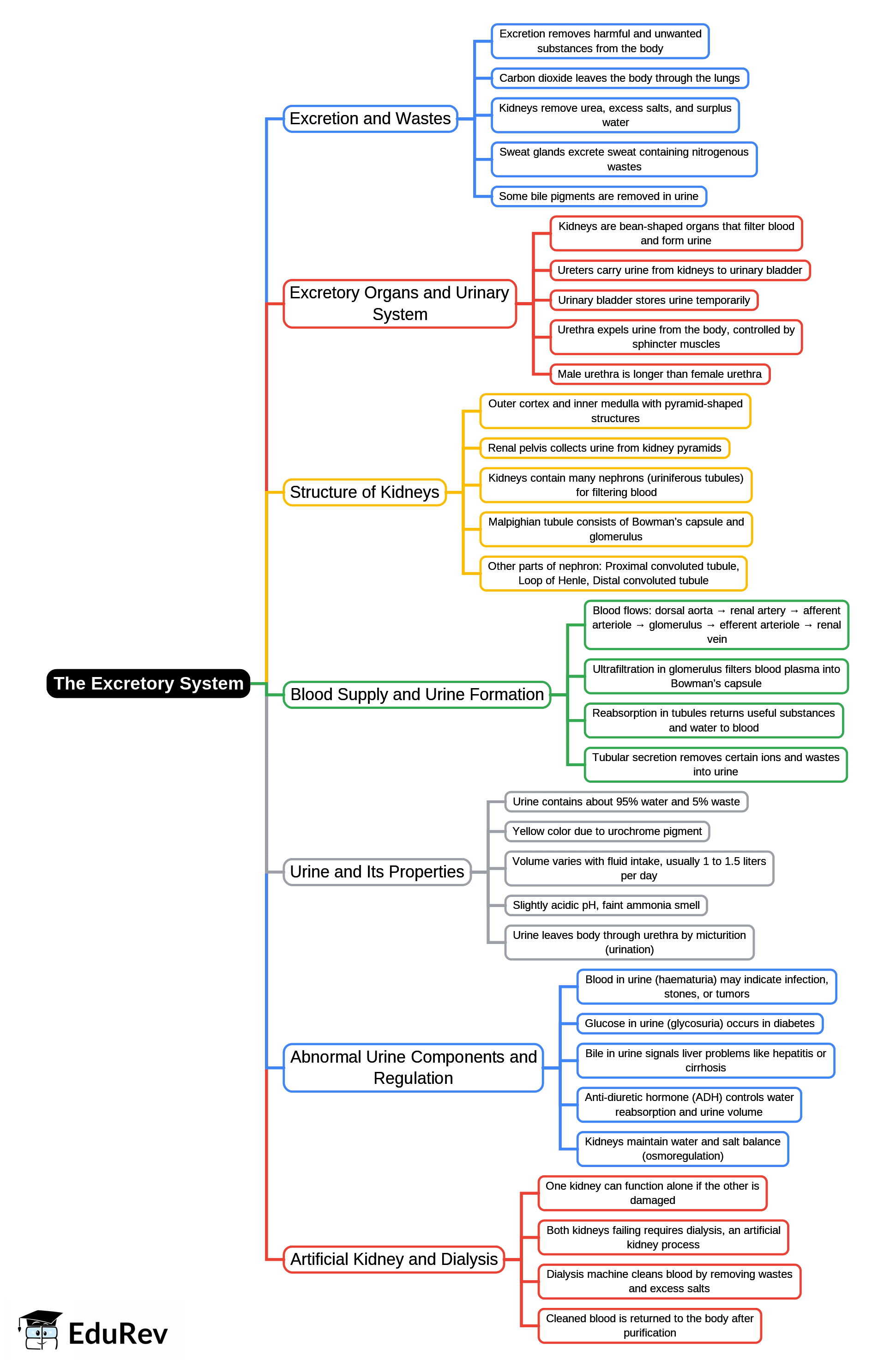 Mind Map: The Excretory System [Elimination of Body Wastes] | Biology for SSS 2