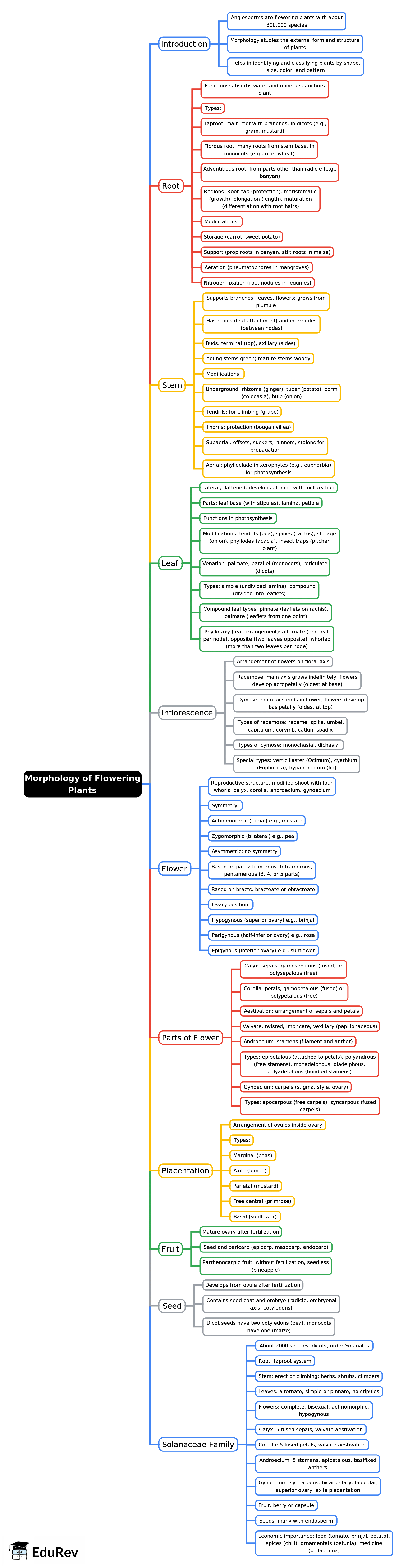 Mind Map: Morphology of Flowering Plants | Biology Class 11 - NEET