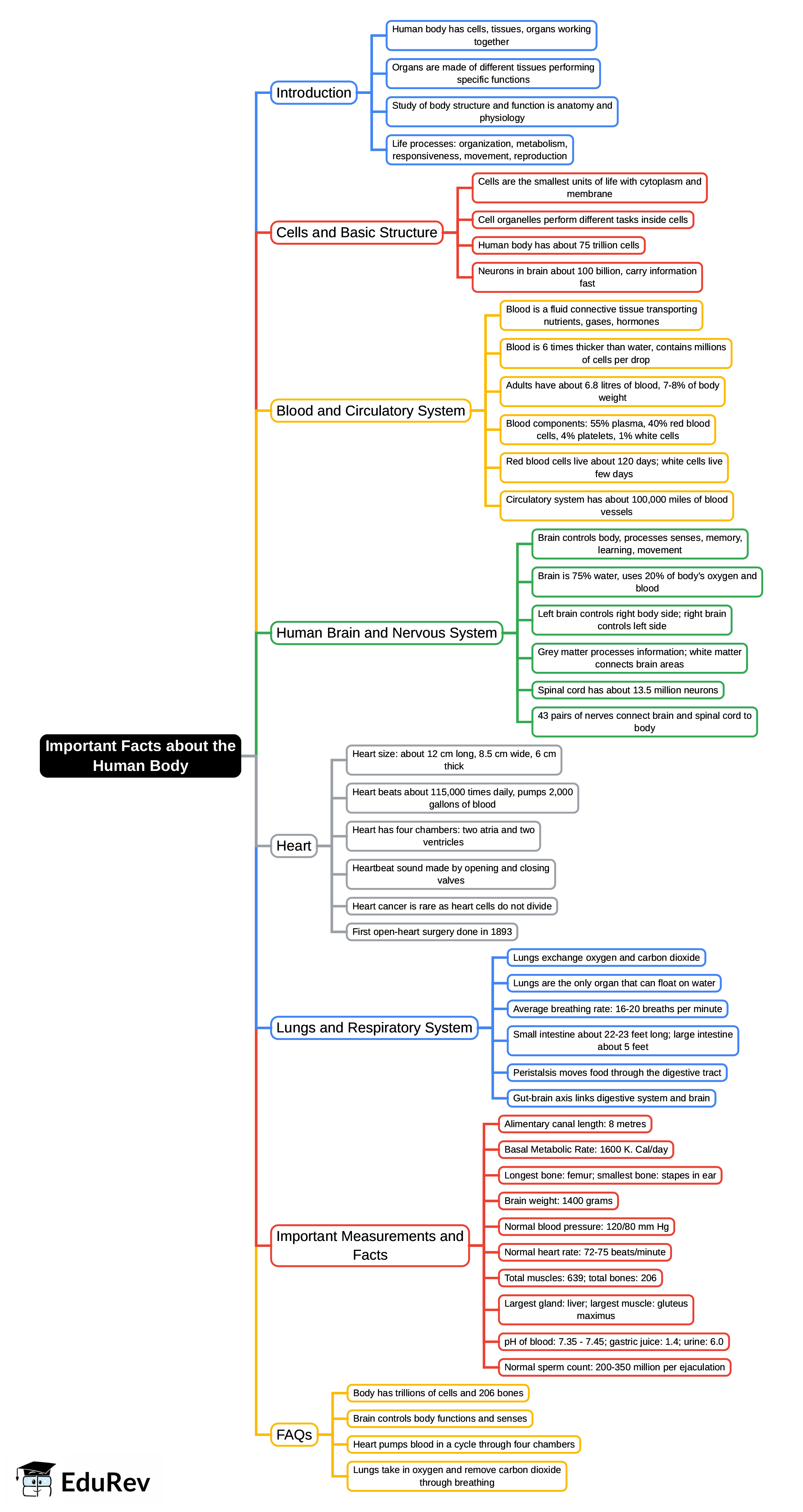 Important Facts about the Human Body Mind Map - DSSSB TGT/PGT/PRT PDF