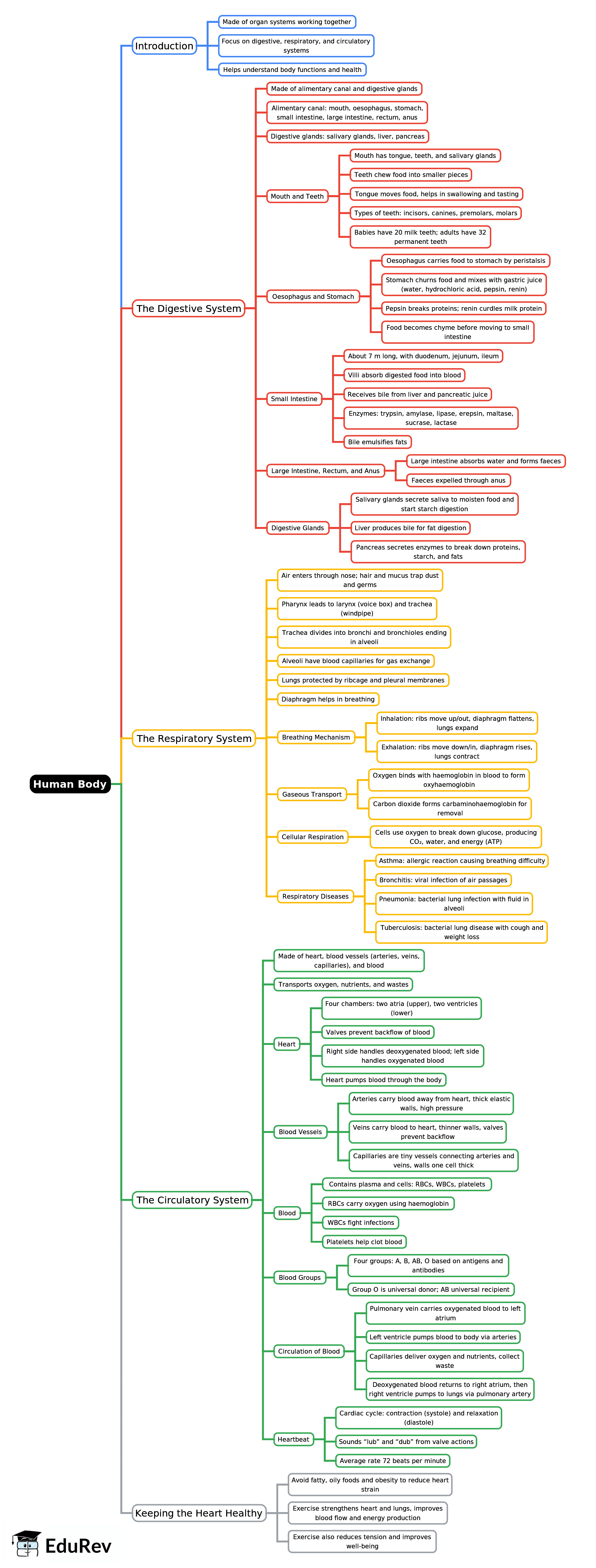 Mindmap: Human Body | Biology Class 6 ICSE