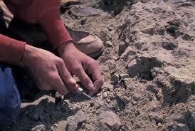 What can fossils tell us? | Year 6 Science