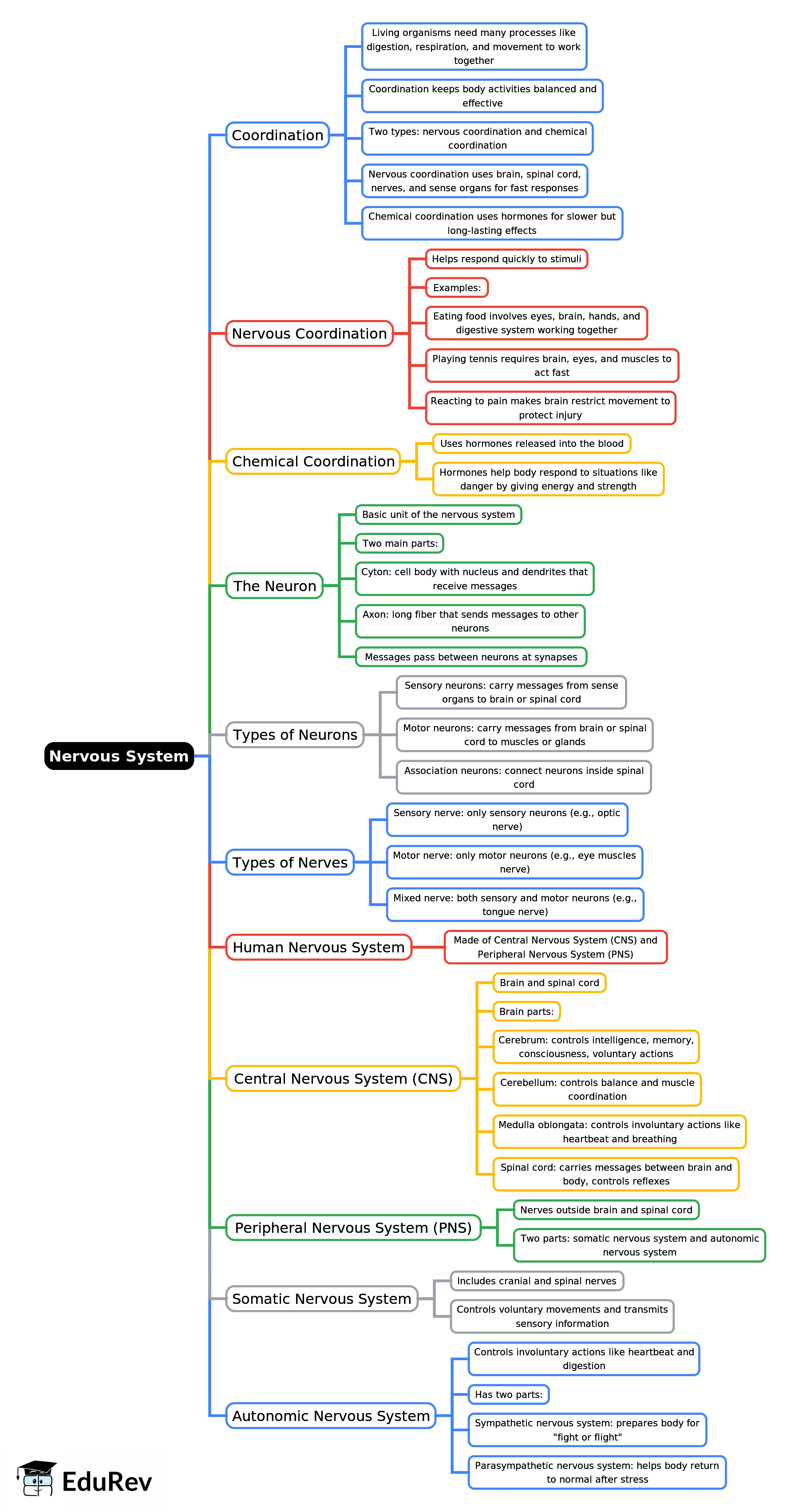 Mind Map: Nervous System | Biology Class 7 ICSE
