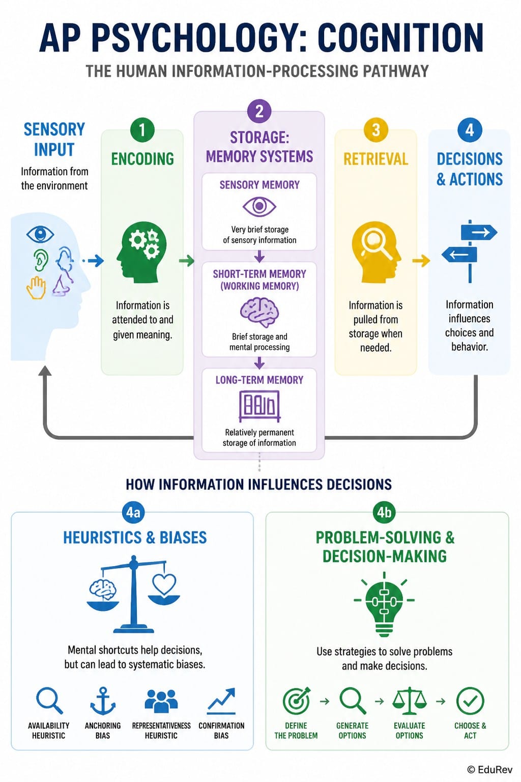 Infographics Cognition - AP Psychology - Grade 11 PDF Download