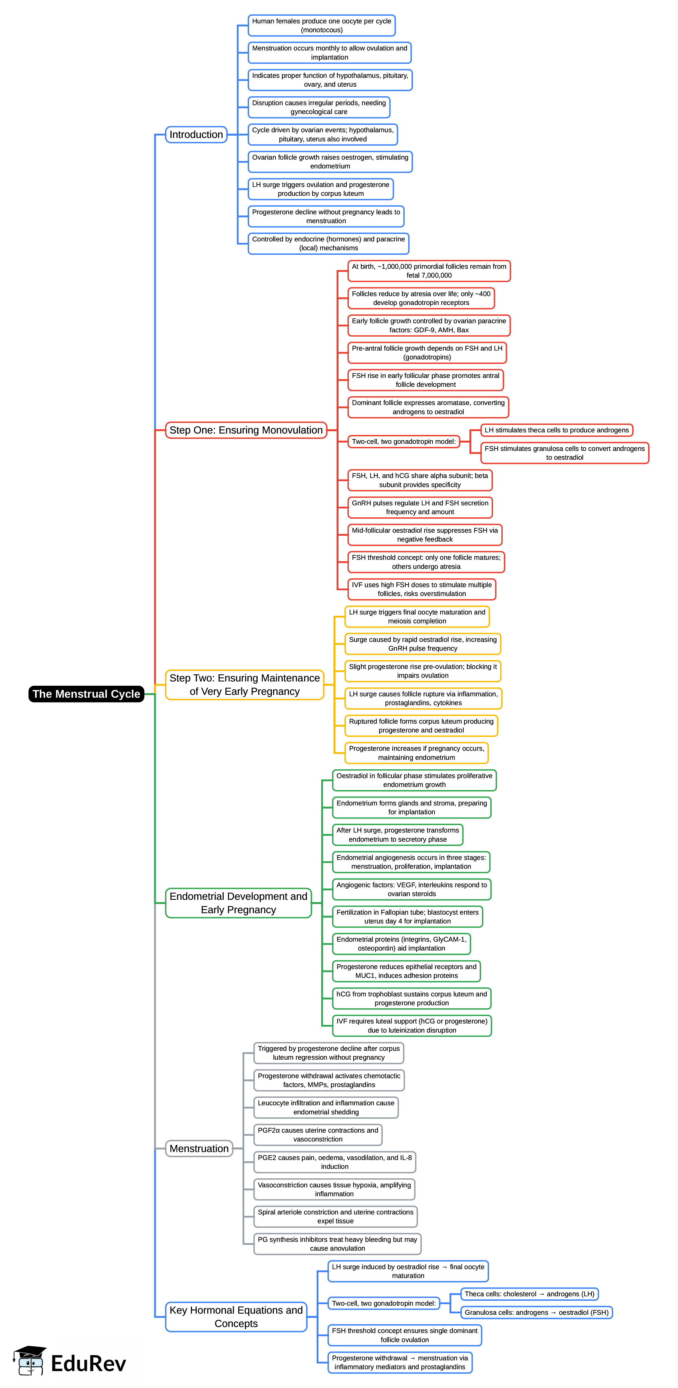 Mind Map: The menstrual cycle