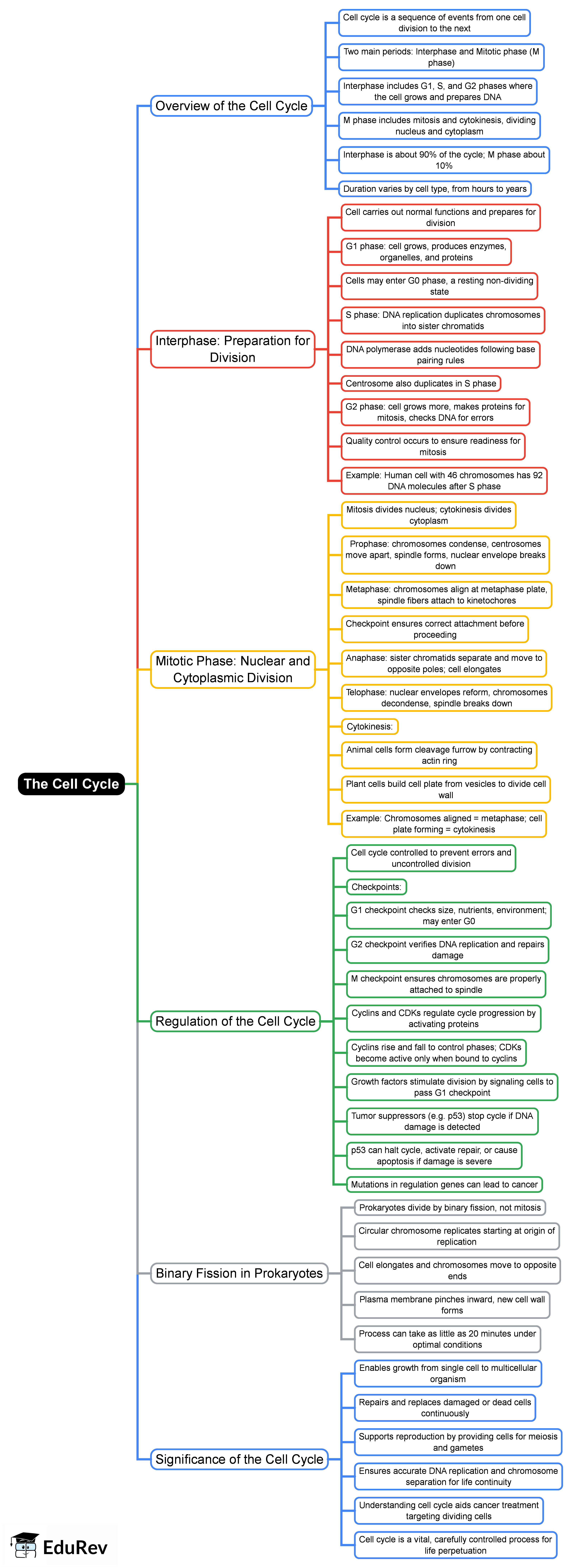 The Cell Cycle Mind Map - Grade 9 High School Biology