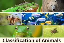 How to classify plants and animals | Year 6 Science