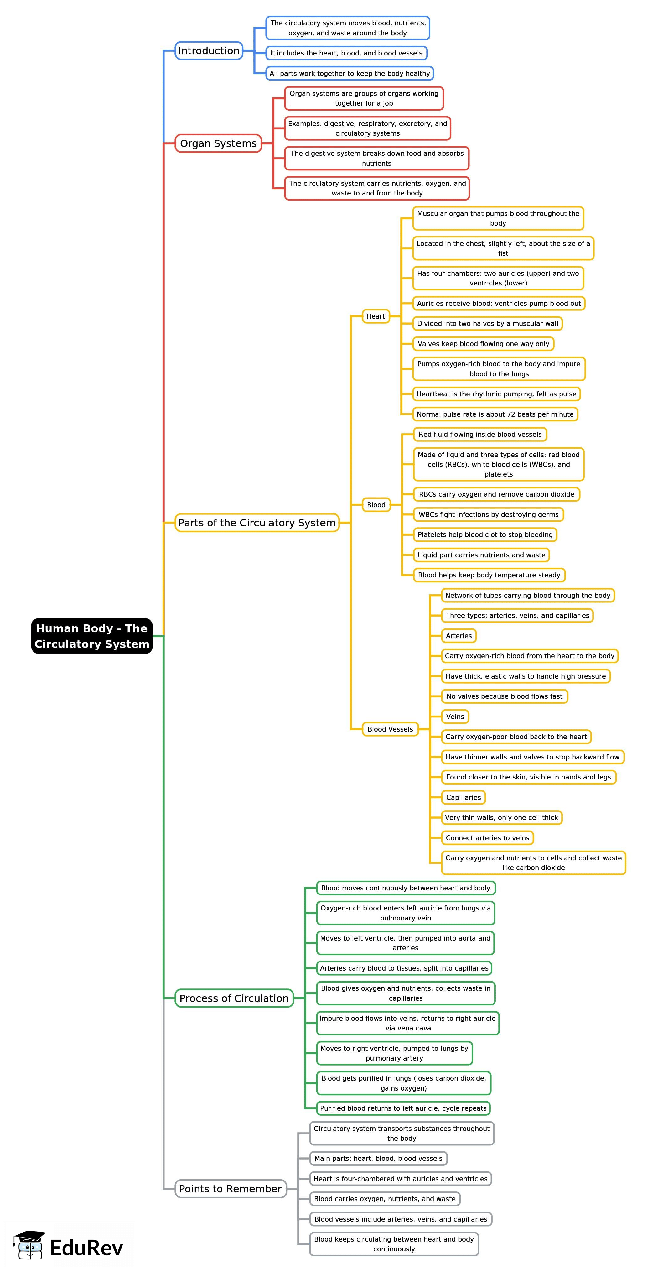 Mind Map: Human Body - The Circulatory System | General Awareness for SSC CGL