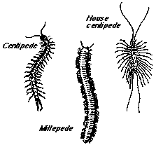 Pests and diseases and their mode of action - Plant Protection Measures, Crop Production | Crop Production Notes- Agricultural Engineering