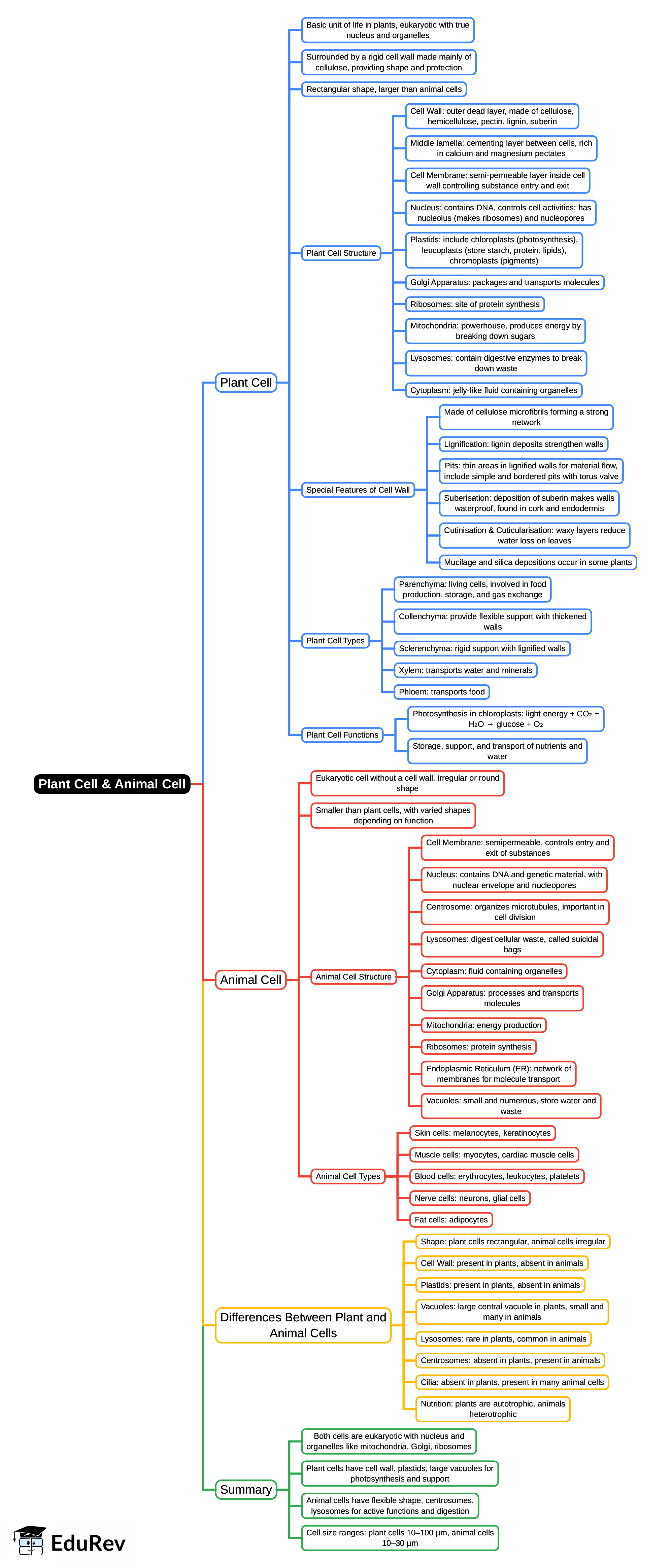 Mind Map: Plant Cell & Animal Cell