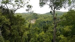 Goa: Vegetation | Goa State PSC (GPSC) Preparation - GPSC (Goa)