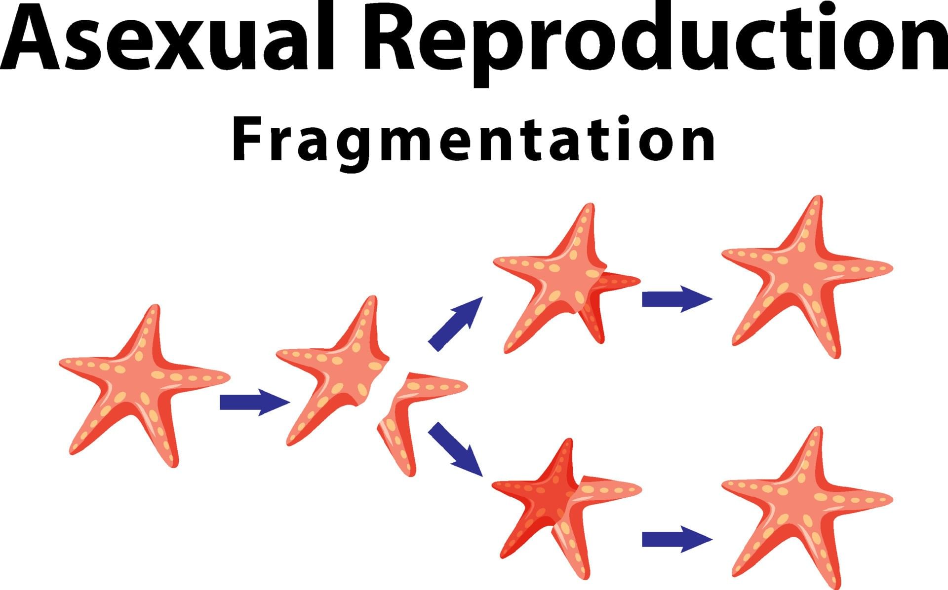 Class 7 Science Chapter 8 Question Answers - Reproduction in Plants
