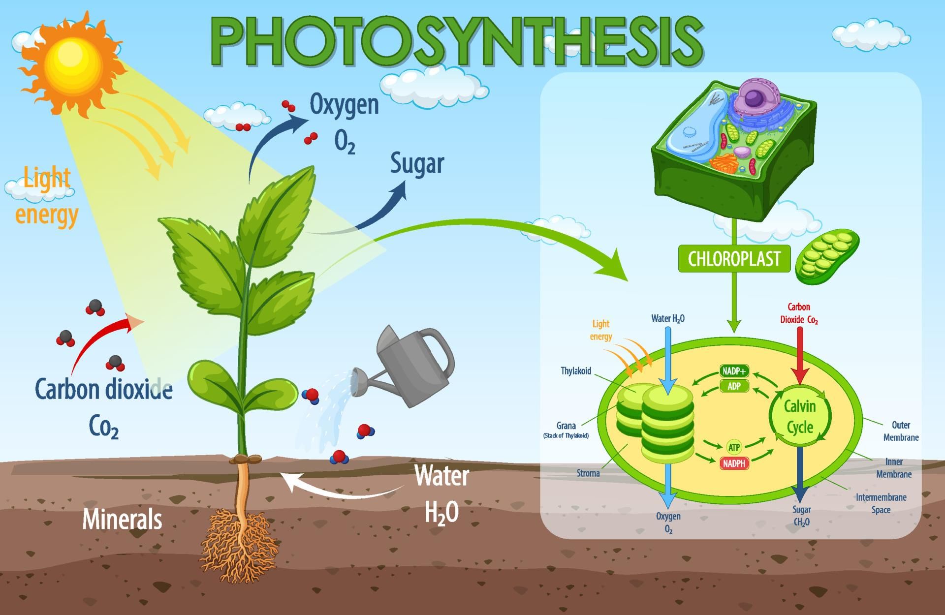 Class 7 Science Chapter 1 HOTS Questions - Nutrition in Plants