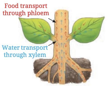Life Processes in Plants Class 7 Notes Science Chapter 10 Free PDF