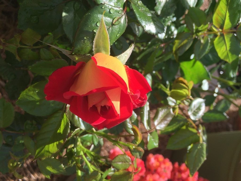 Class 7 Science Chapter 8 Question Answers - Reproduction in Plants