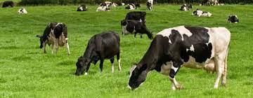 Livestock - 2 Class 4 Worksheet SST