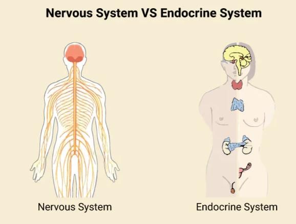 Human Neural System | Biology Class 11 - NEET