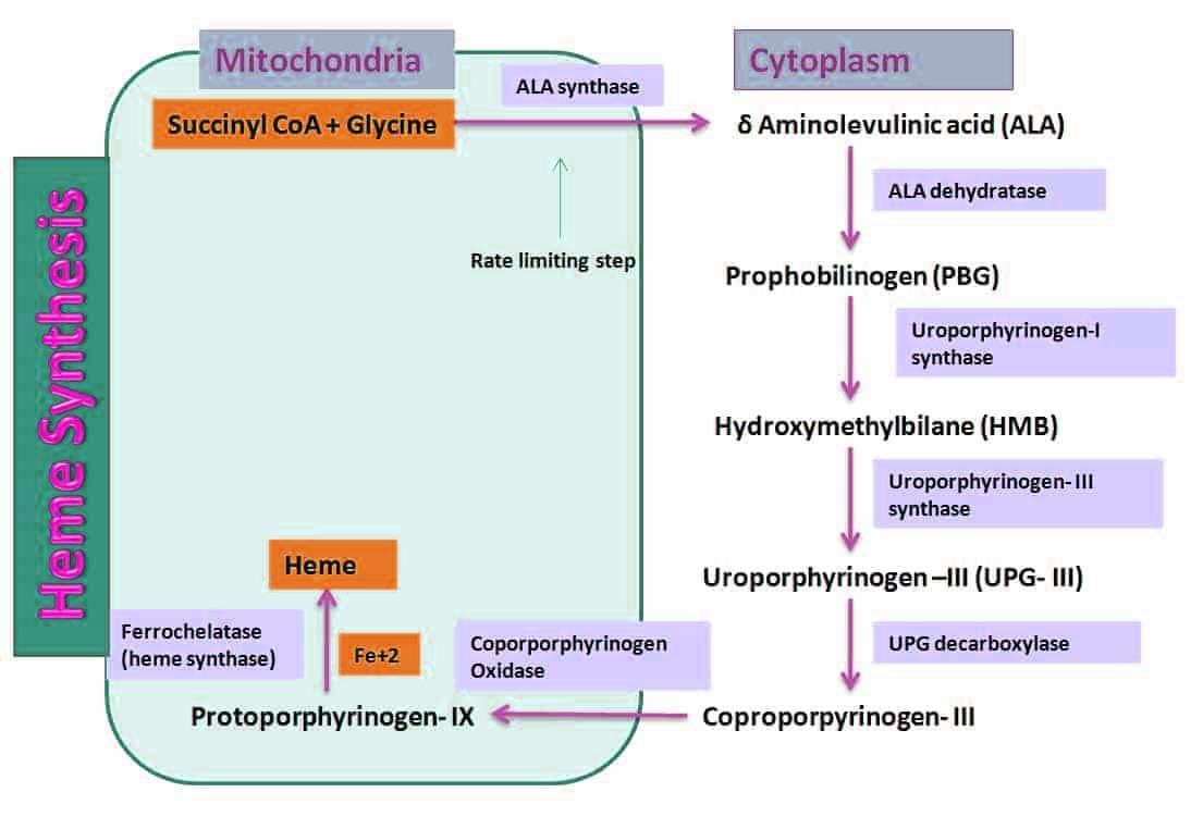 Heme Metabolism and Hemoglobins Chapter Notes | Biochemistry - NEET PG