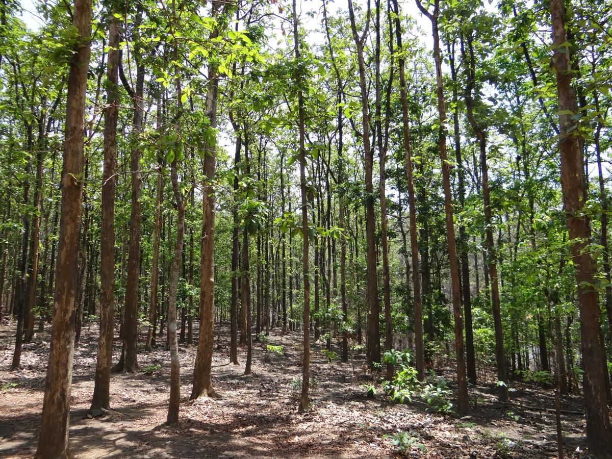 Natural Vegetation | Geography Optional for UPSC