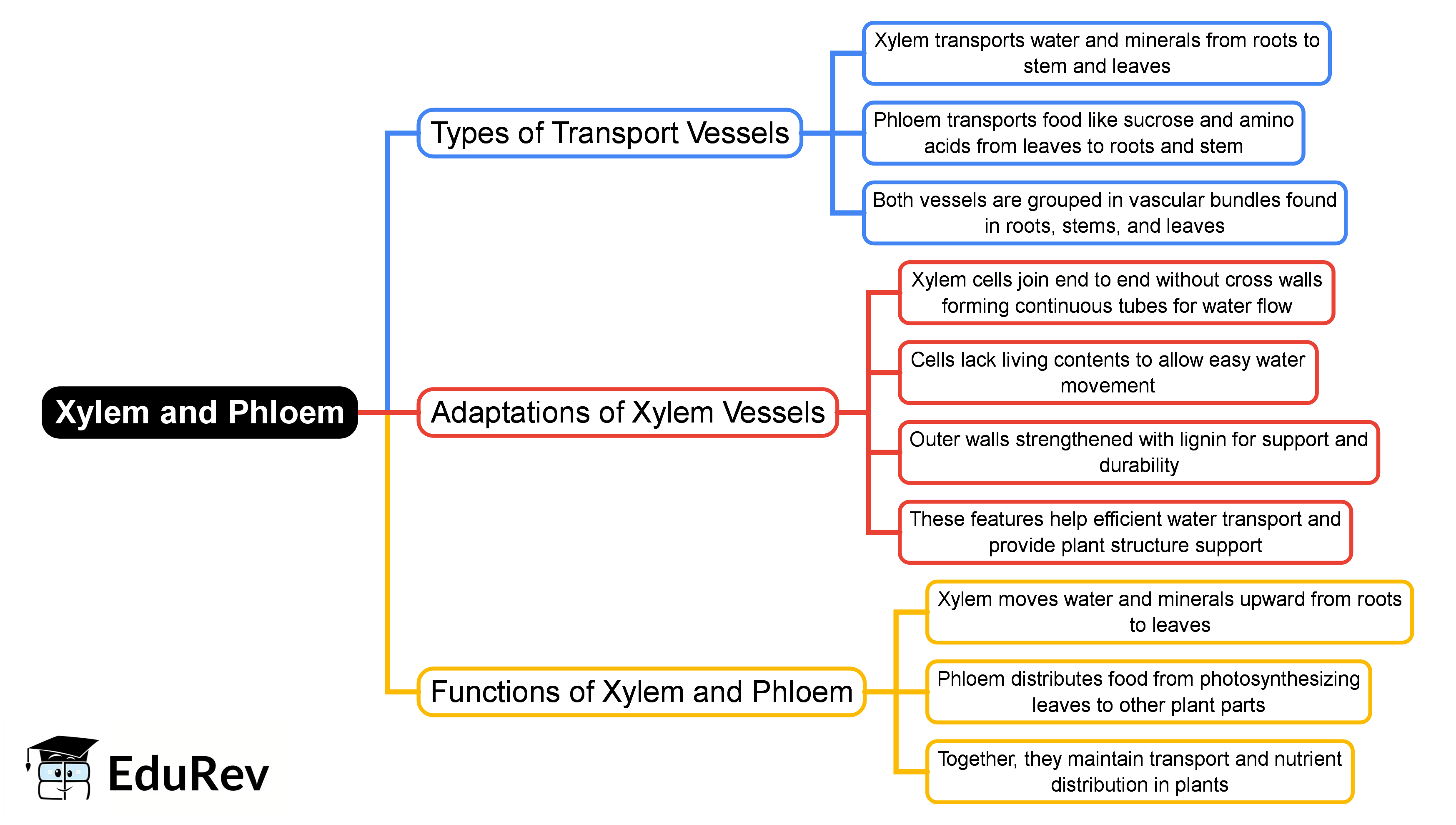 Xylem App Math Pdf Download Xylem and Phloem Mind Map - Class 10 PDF Download