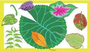 Worksheet Solutions: A Beautiful Cloth - 2 | EVS for Class 3