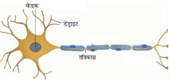 NCERT Solutions पाठ - 6 ऊतक, कक्षा 9, विज्ञान | विज्ञान (कक्षा 9) - नोट्स, वीडियोस तथा सैंपल पेपर्स - Class 9