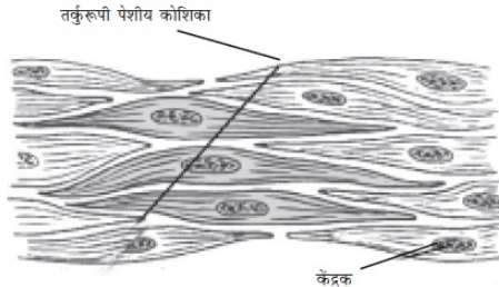 NCERT Solutions पाठ - 6 ऊतक, कक्षा 9, विज्ञान | विज्ञान (कक्षा 9) - नोट्स, वीडियोस तथा सैंपल पेपर्स - Class 9