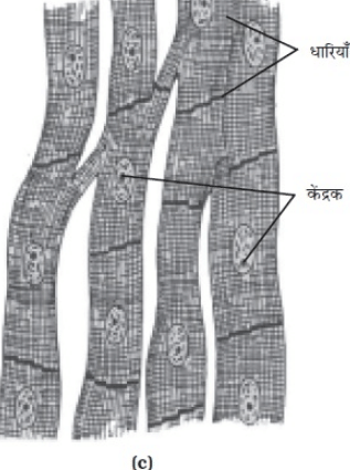 NCERT Solutions पाठ - 6 ऊतक, कक्षा 9, विज्ञान | विज्ञान (कक्षा 9) - नोट्स, वीडियोस तथा सैंपल पेपर्स - Class 9