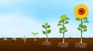 Photosynthesis and plant growth | Year 9 Biology (Cambridge) - Class 9