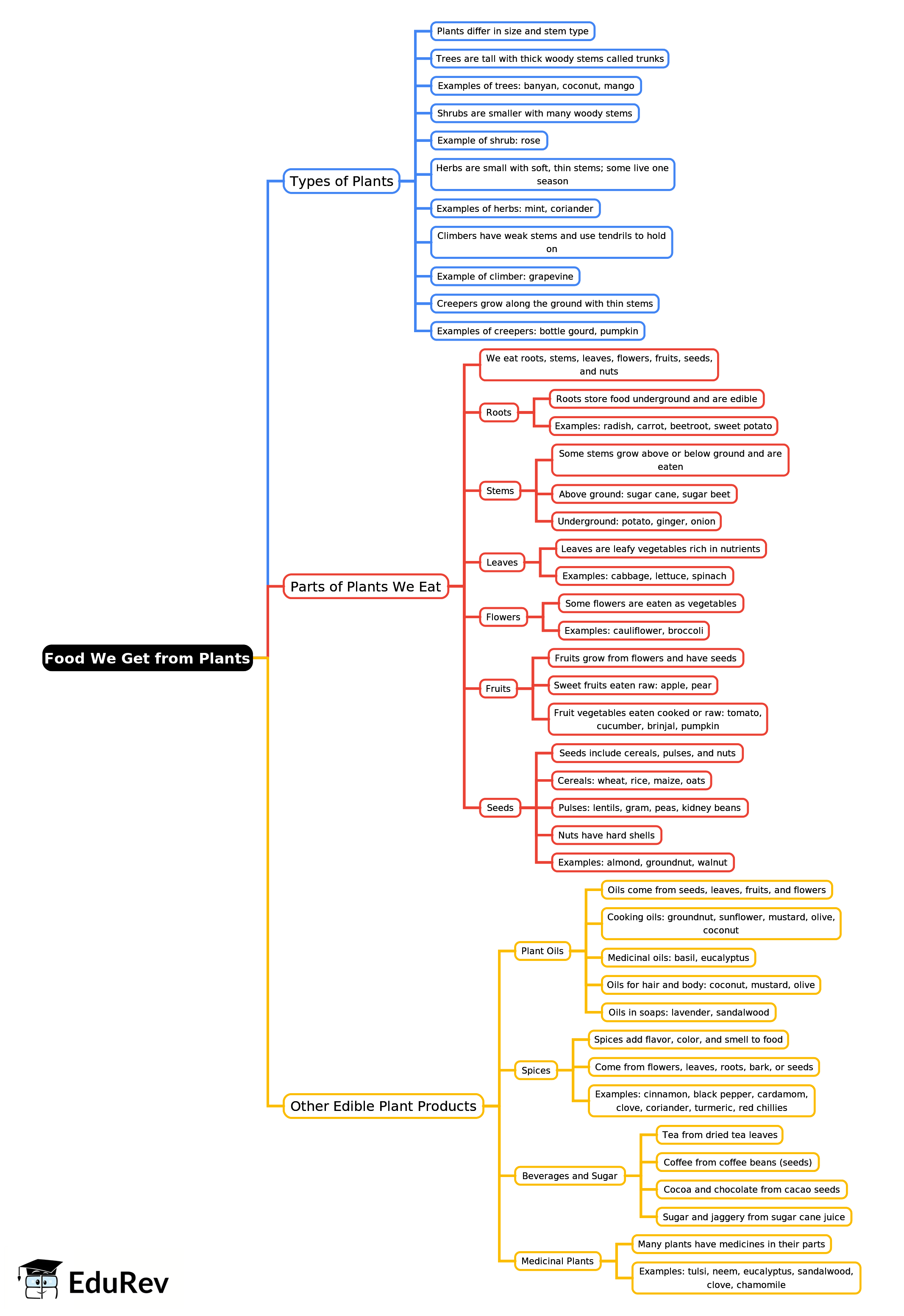 Mind Map: Food We Get from Plants | Science Class 3 ICSE