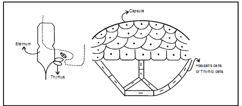 Endocrine System, Chapter Notes, Class 11, Biology