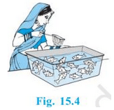 NCERT Solutions for Class 10 Maths Chapter 15 - Chapter 15: Probability
