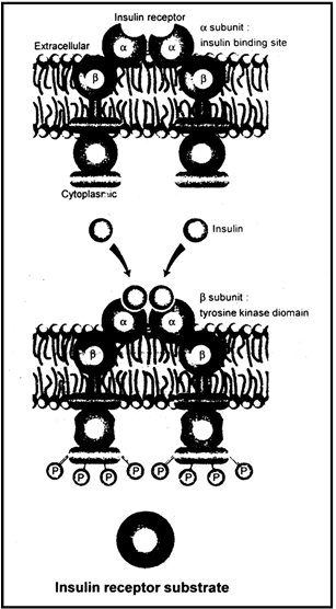 Endocrine System, Chapter Notes, Class 11, Biology