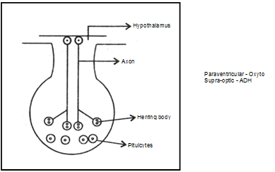 Endocrine System, Chapter Notes, Class 11, Biology