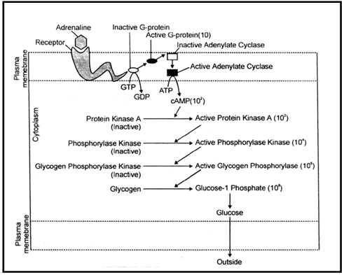 Endocrine System, Chapter Notes, Class 11, Biology