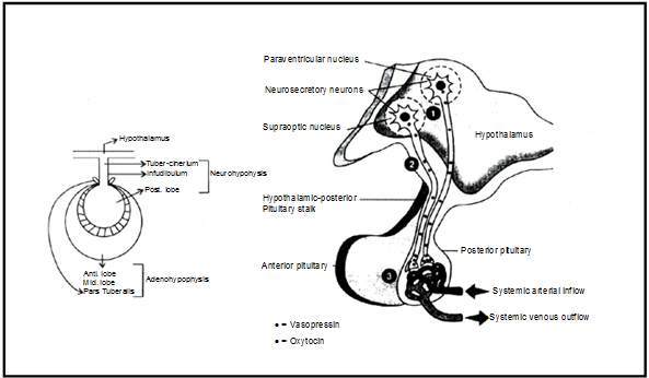 Endocrine System, Chapter Notes, Class 11, Biology
