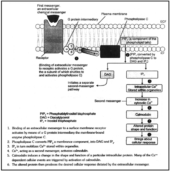 Endocrine System, Chapter Notes, Class 11, Biology