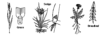 Pests and diseases and their mode of action - Plant Protection Measures, Crop Production | Crop Production Notes- Agricultural Engineering