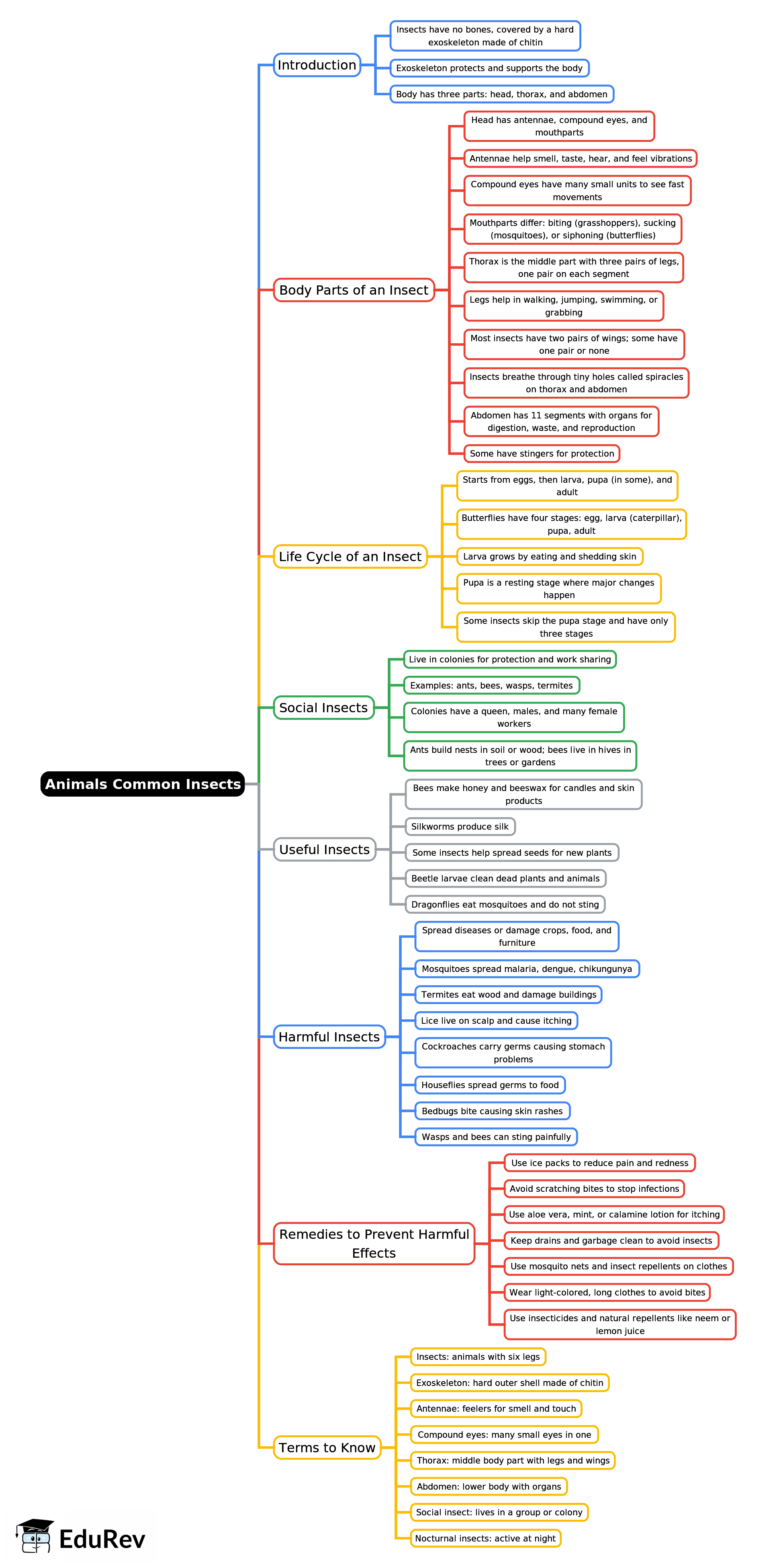 Mind Map: Animals: Common Insects | Science Class 3 ICSE