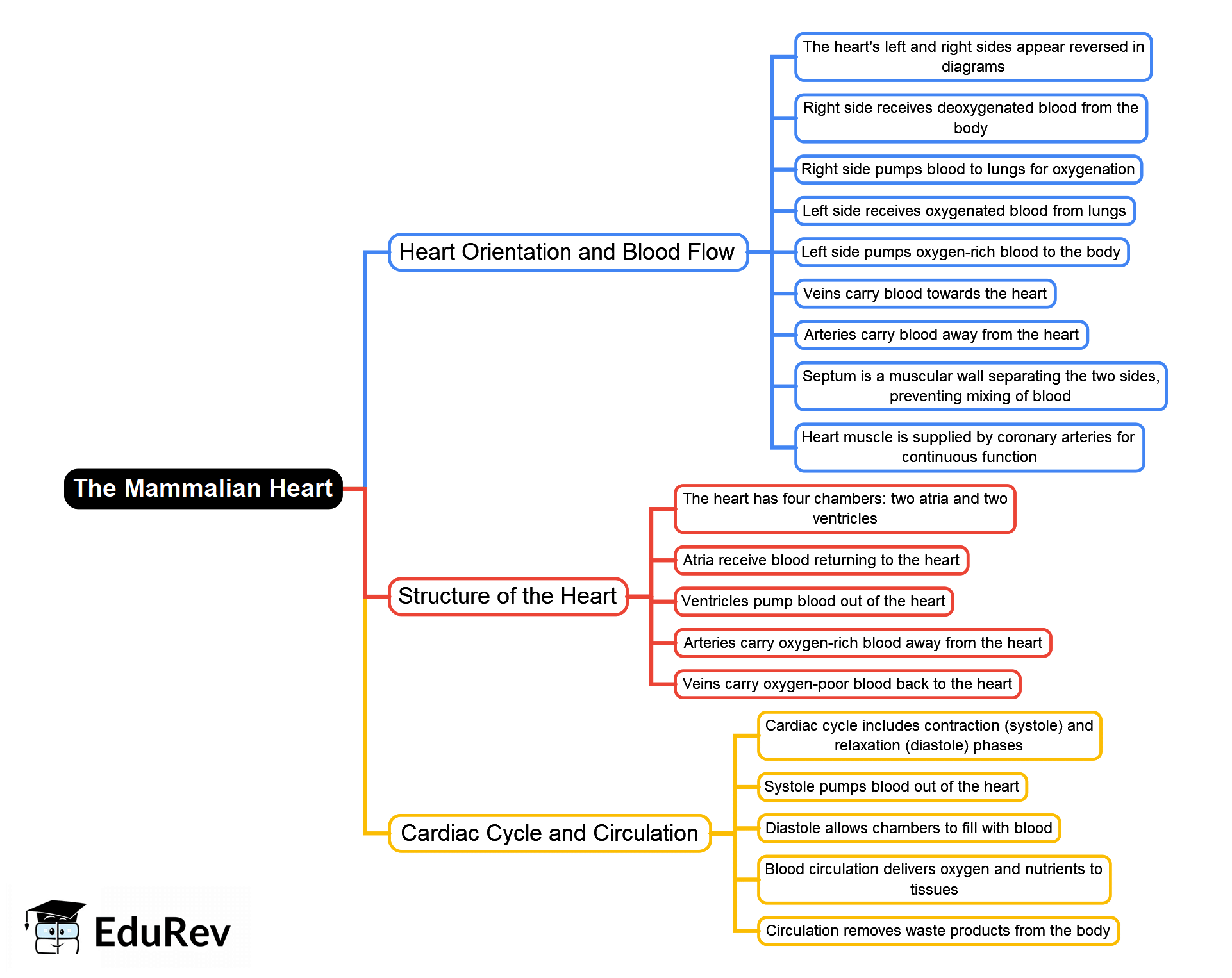 Mind Map: The Mammalian Heart