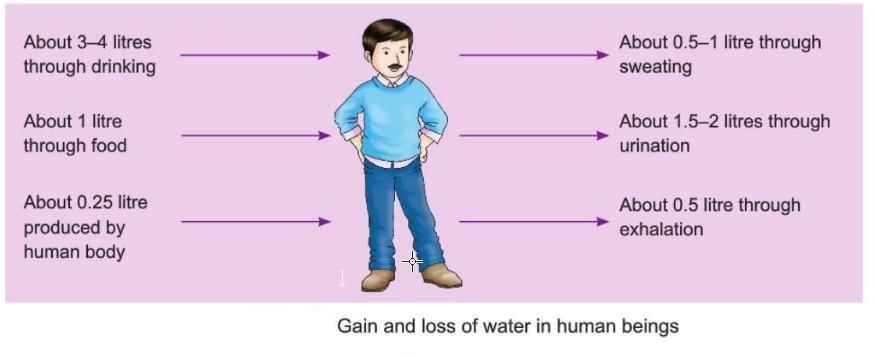 Water Chapter Notes | Chemistry Class 6 ICSE