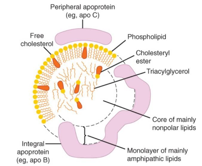 Metabolism of Lipids - 2 Chapter Notes | Chemistry for ACT