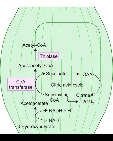 Metabolism of Lipids - 1 Chapter Notes | Chemistry for ACT
