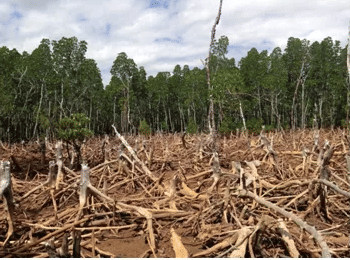Brief Overview - Conservation of Plants & Animals | Geography for SSS 2