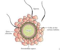 Human Reproduction Chapter 3 Class 12 ...