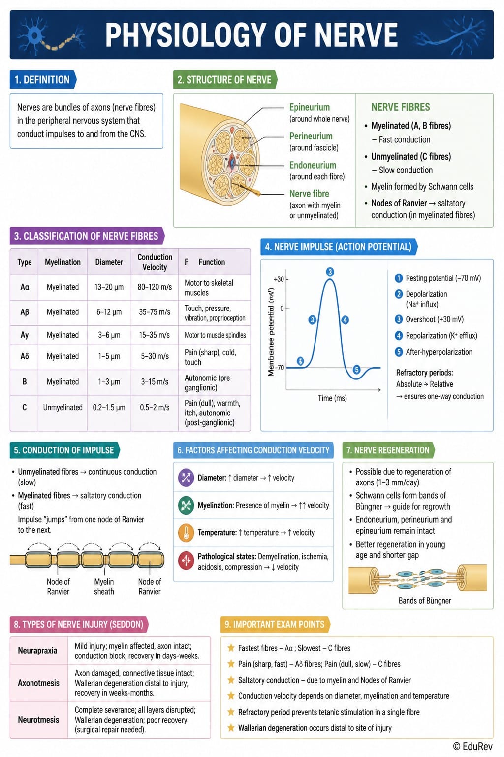 Infographics Physiology of Nerve - Physiology - NEET PG