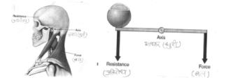 Short and Long Questions with answers, Kinesiology, Biomechanics and Sports, Physical education | Physical Education Class 11 (XI) - CBSE and NCERT Curriculum