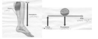 Short and Long Questions with answers, Kinesiology, Biomechanics and Sports, Physical education | Physical Education Class 11 (XI) - CBSE and NCERT Curriculum