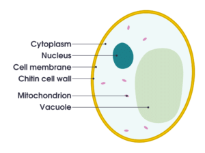 Cell Theory - Class 9