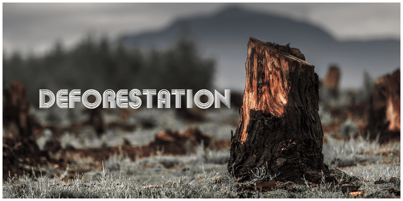 Deforestation - Class 9