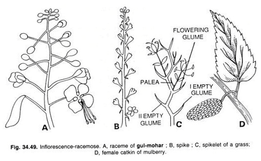 Major Types of Inflorescence - Class 11